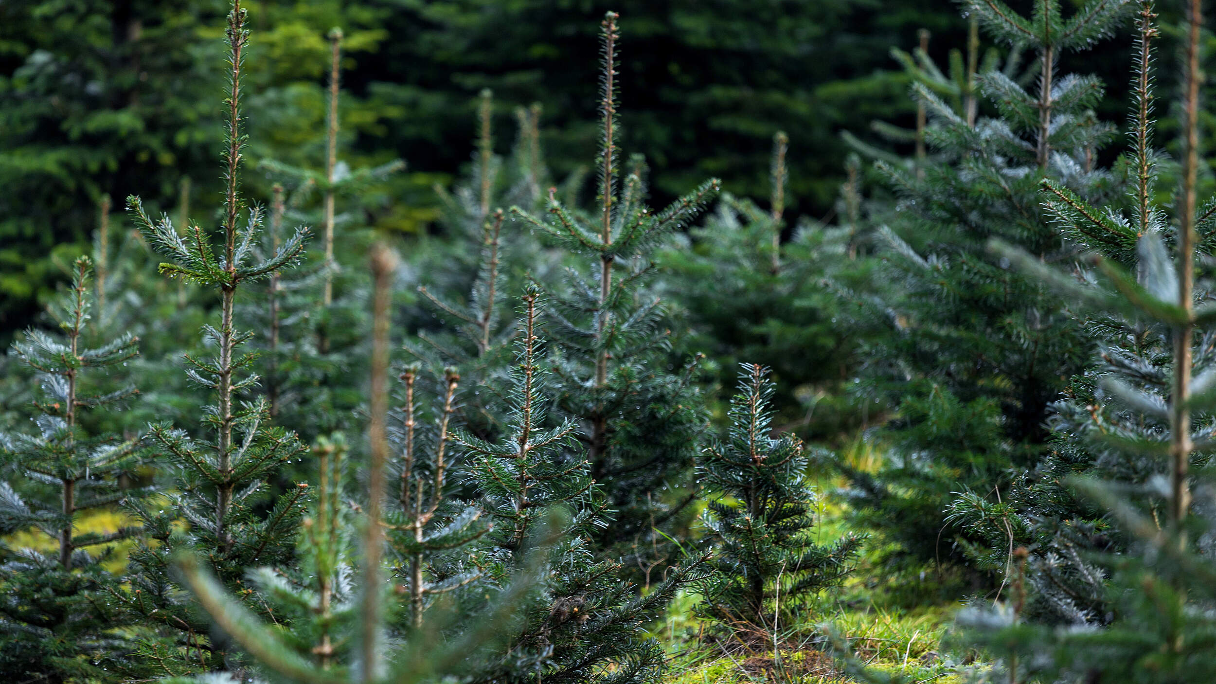 Weihnachtsbaumplantage © Teka77 / Getty Images