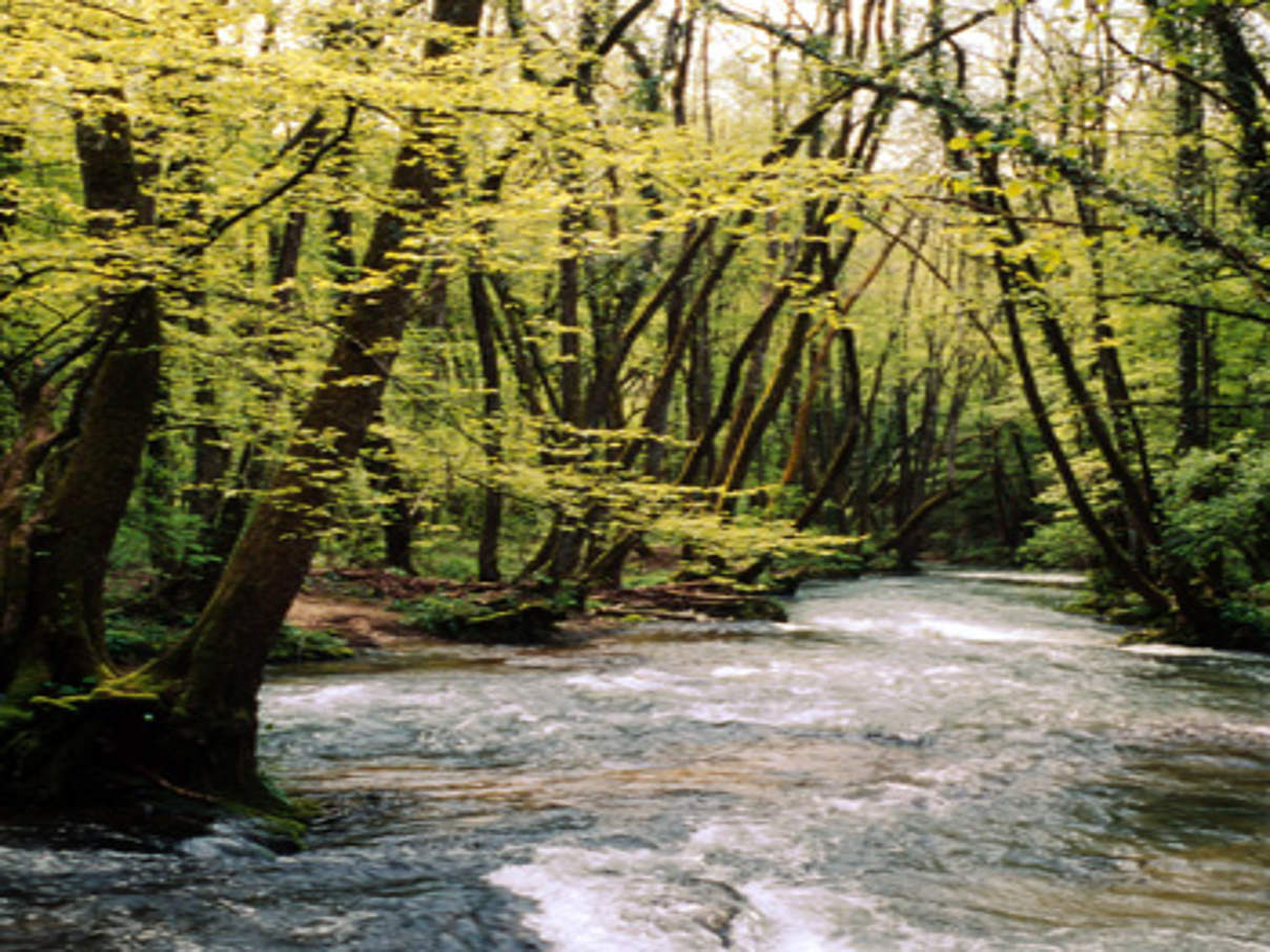 350 Fluss Versoix in der Schweiz fliesst im Fruehjahr durch einen Wald c Michele Depraz WWF © Michele Depraz / WWF