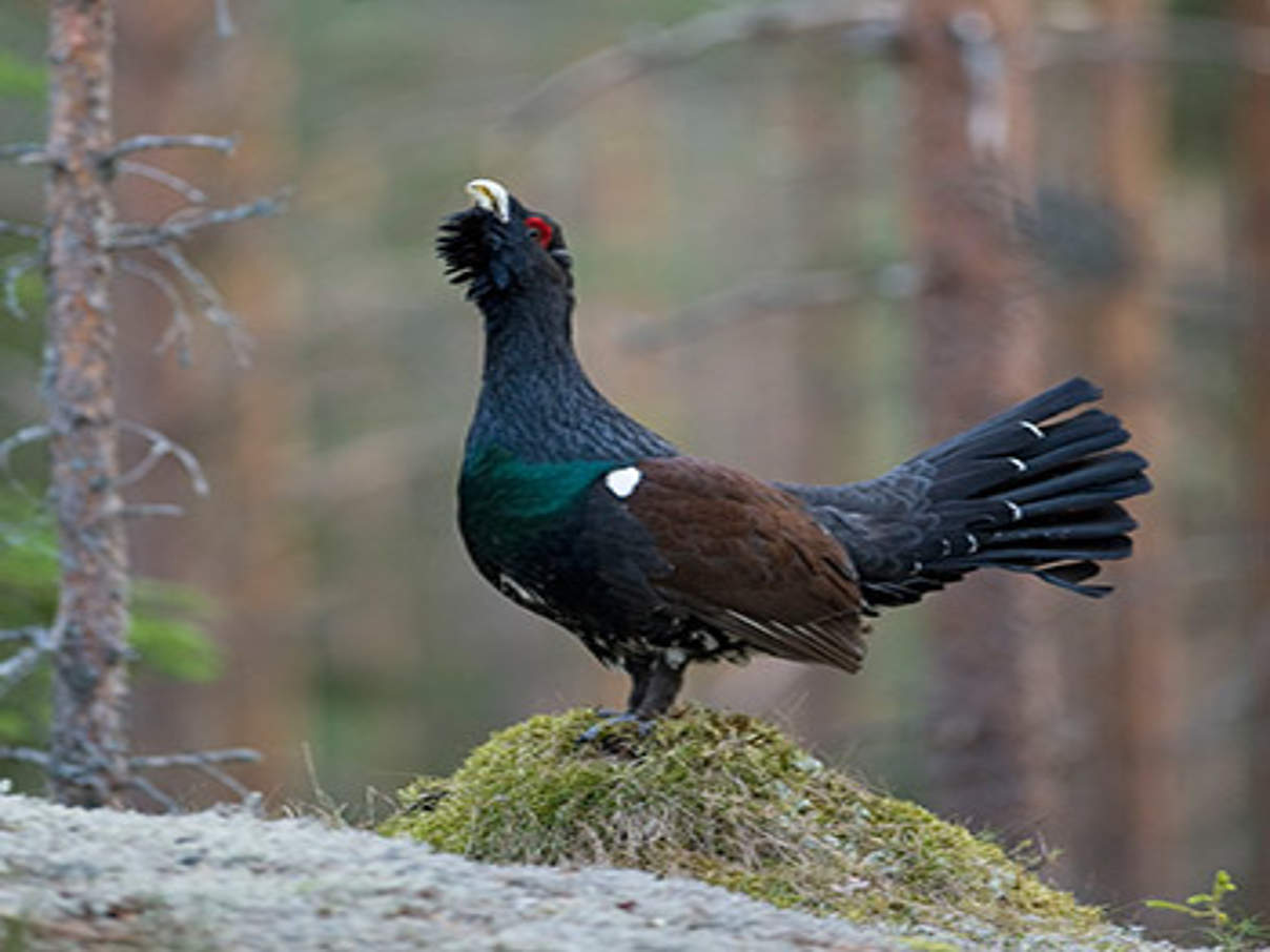 © Wild Wonders of Europe / E. Haarberg / WWF