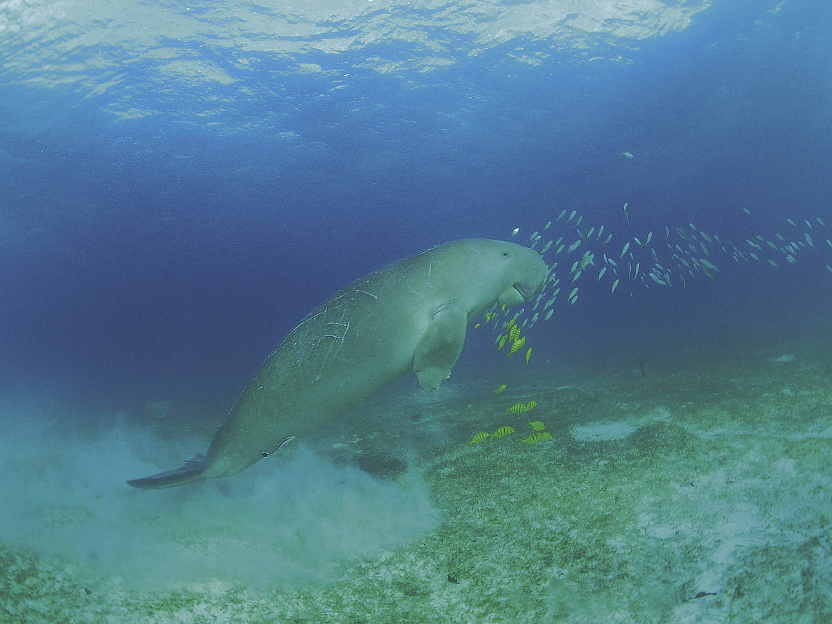 Dugong © Jürgen Freund / WWF