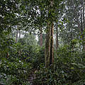Wald im Dzanga-Sangha Schutzgebiet © Andy Isaacson / WWF-US