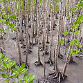 Mangroven © Global Warming Images / WWF