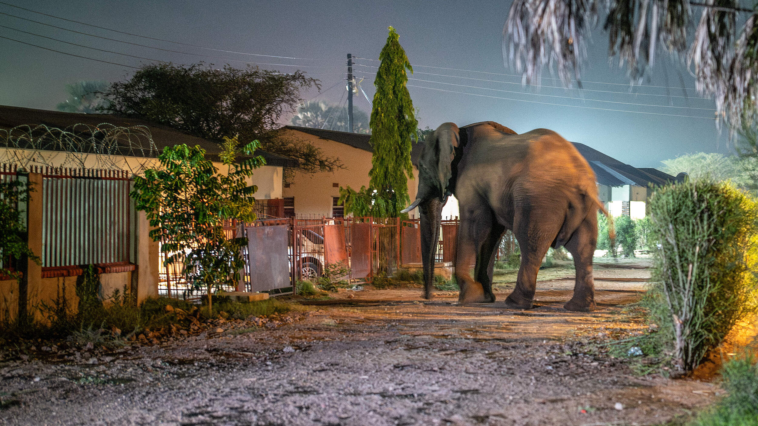 Elefant in einem Außenbezirk von Livingstone © Jasper Doest / WWF