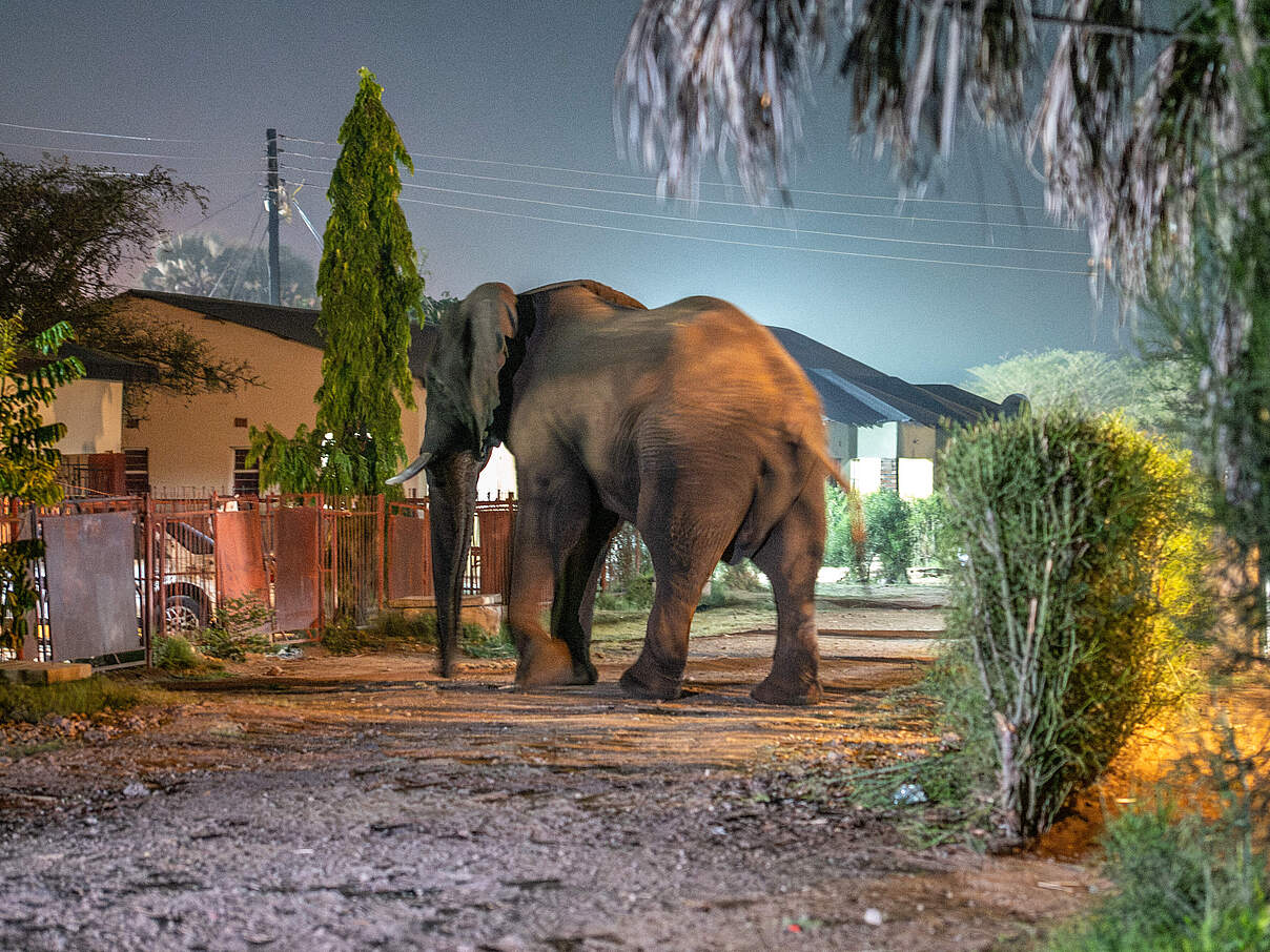 Elefant in einem Außenbezirk von Livingstone © Jasper Doest / WWF