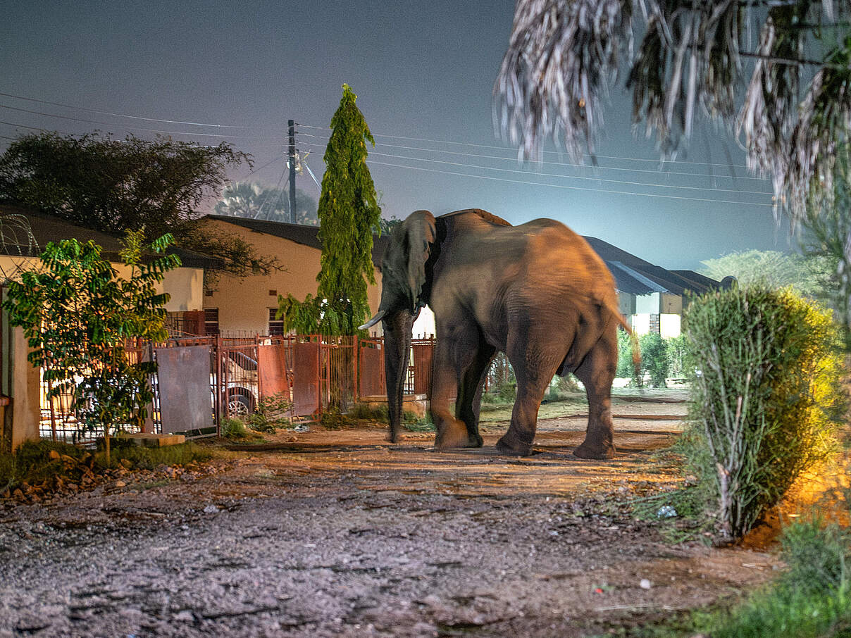 Elefant in einem Außenbezirk von Livingstone © Jasper Doest / WWF