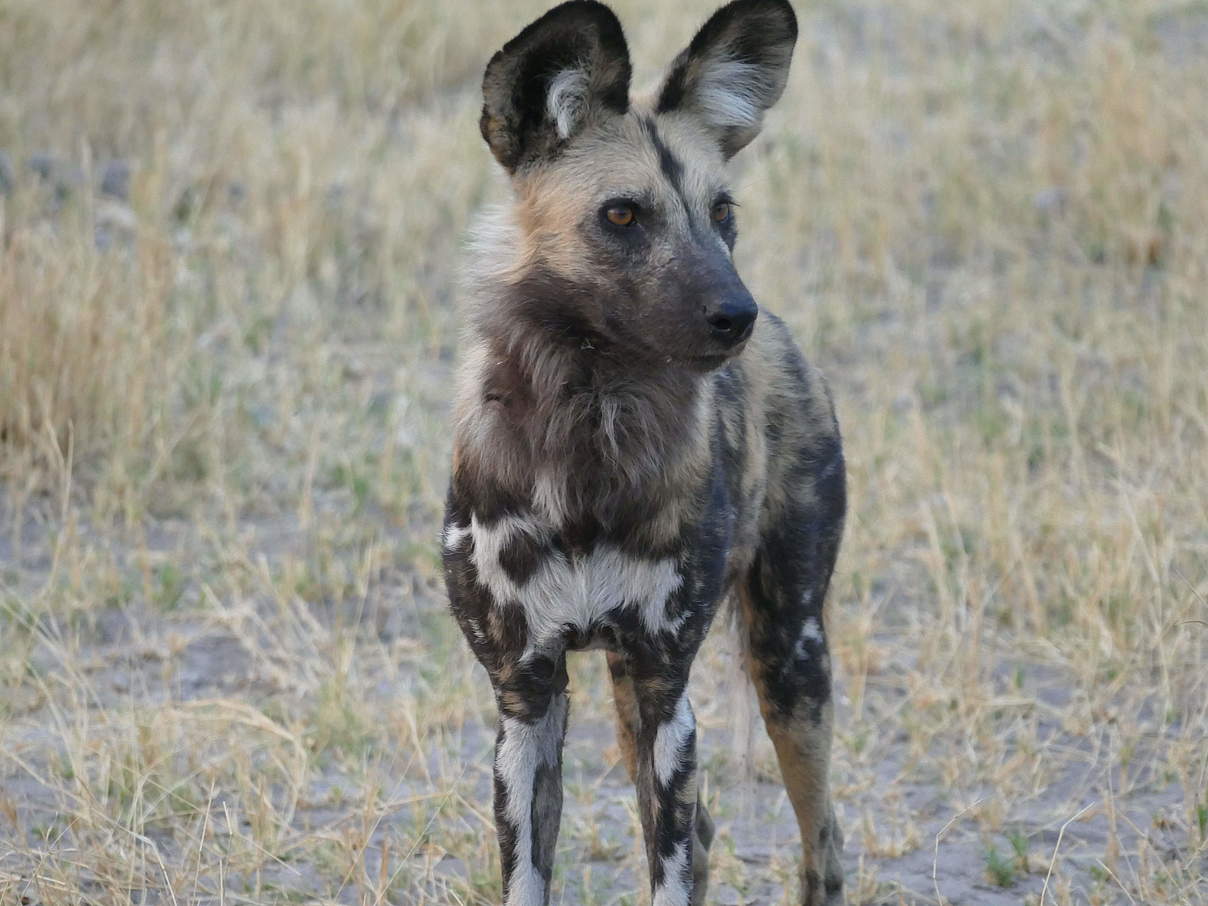 Afrikanische Wildhunde haben unterschiedliches Fell © Kim Shraibati