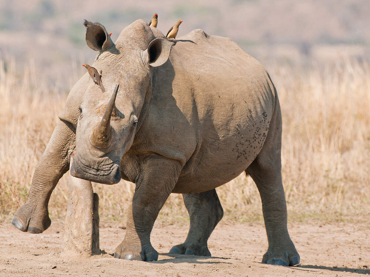 Breitmaulnashorn © Peter Chadwick / WWF