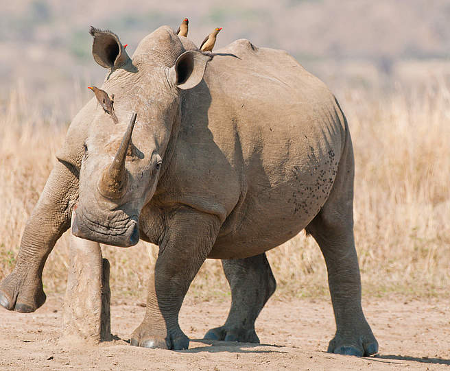 Breitmaulnashorn © Peter Chadwick / WWF