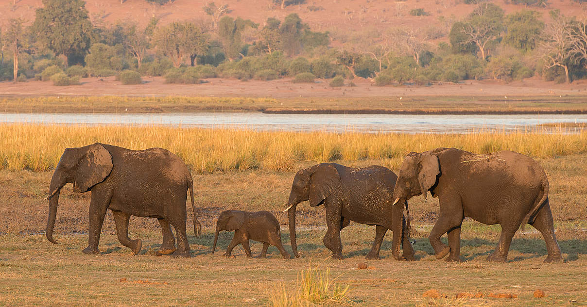 KAZA Afrikas größter Schutzgebietsverbund WWF