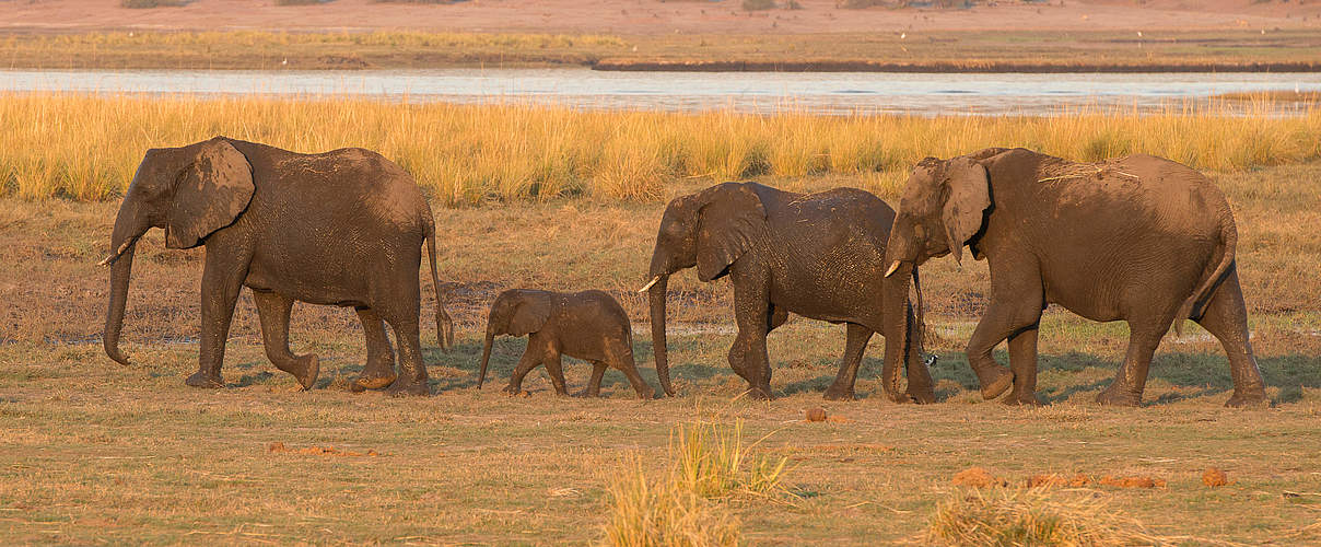 Elefantengruppe in Namibia © Patrick Bentley / WWF-US