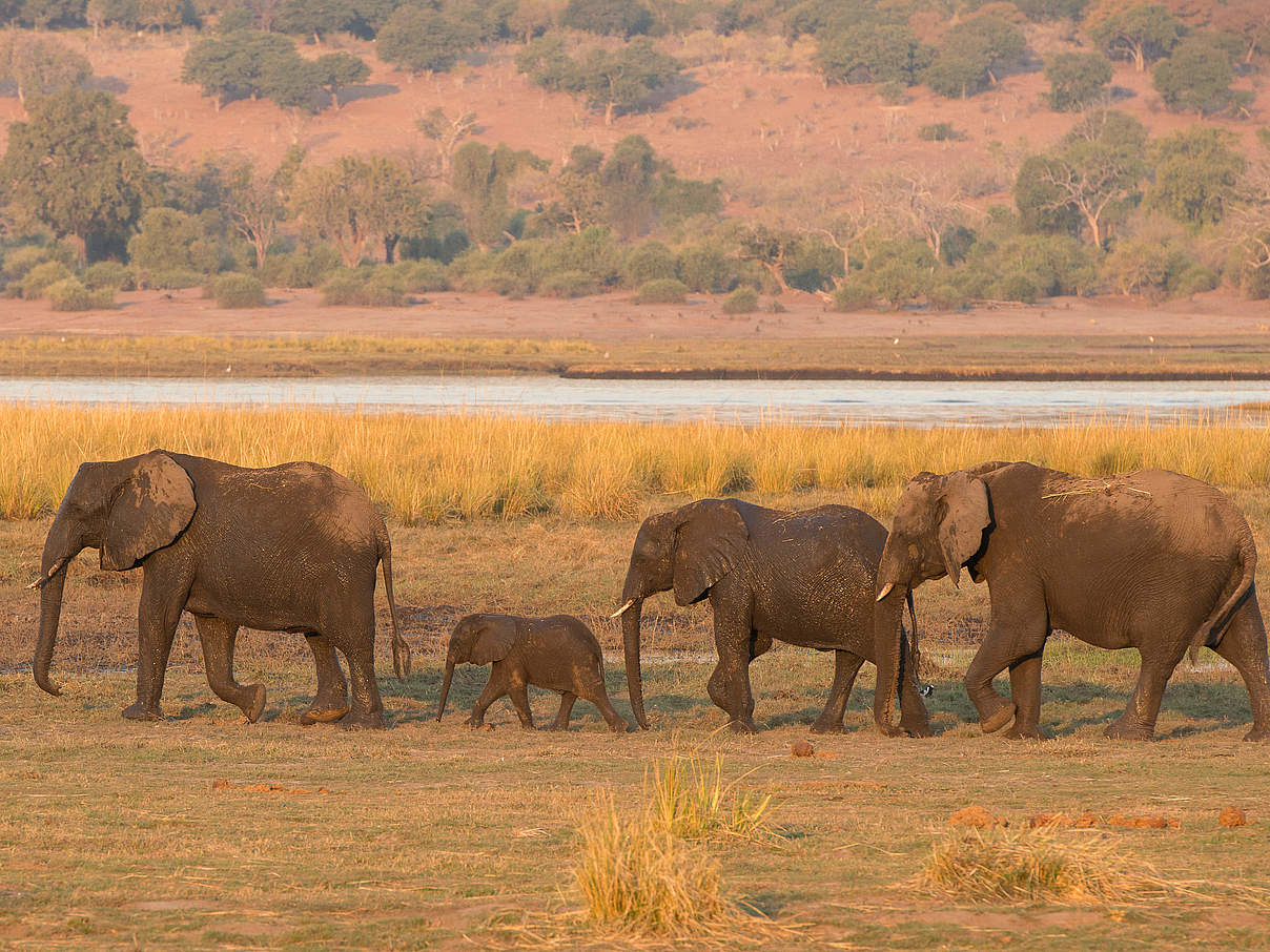 Elefantengruppe in Namibia © Patrick Bentley / WWF-US