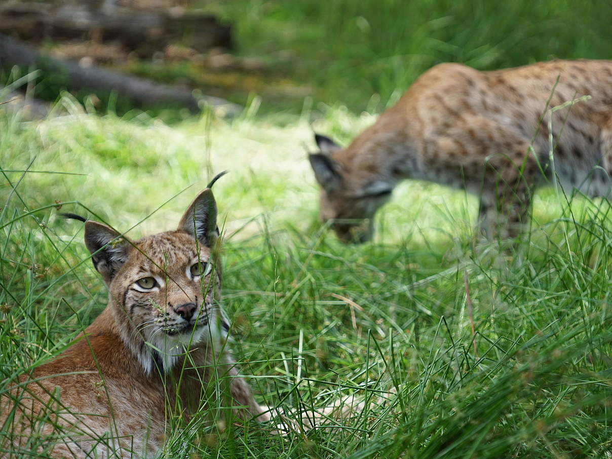 Eurasischer Luchs © Robert Günther / WWF