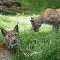 Eurasischer Luchs © Robert Günther / WWF