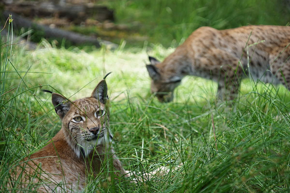 Eurasischer Luchs © Robert Günther / WWF Eurasischer Luchs © Robert Günther / WWF