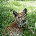 Eurasischer Luchs © Robert Günther / WWF