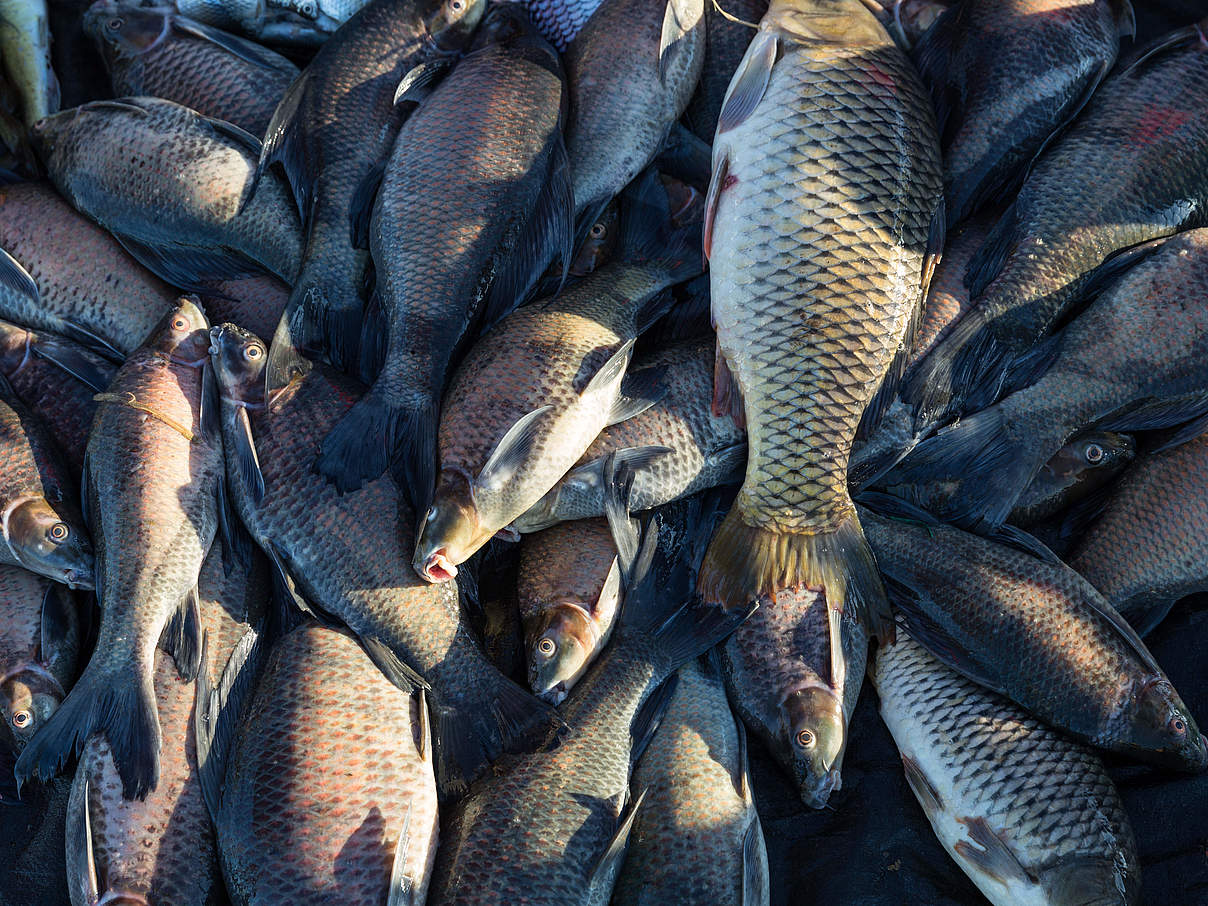 Fisch auf einem Markt in Laos © Nicolas Axelrod / Ruom / WWF