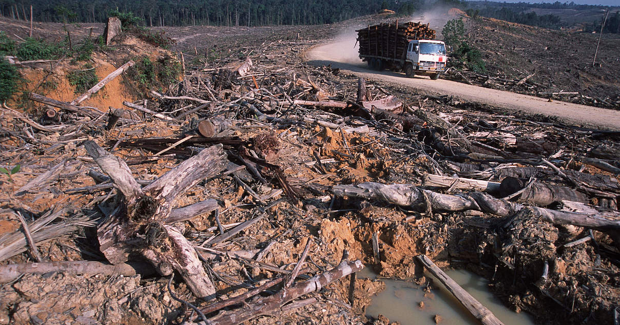Illegales Holz: Umweltverbrechen aufdecken Illegales Holz: Umweltverbrechen aufdecken
