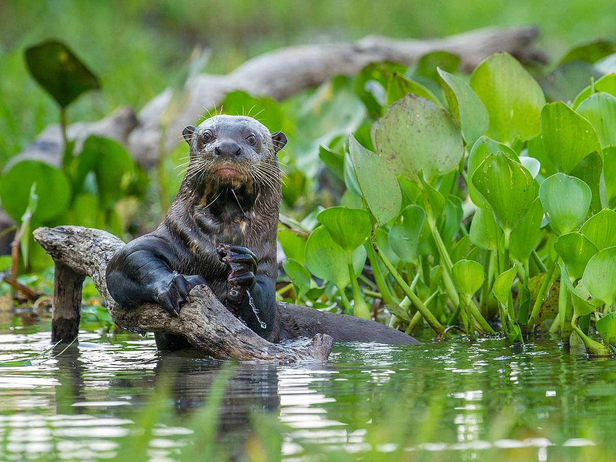 Riesenotter © naturepl.com / Nick Garbutt / WWF