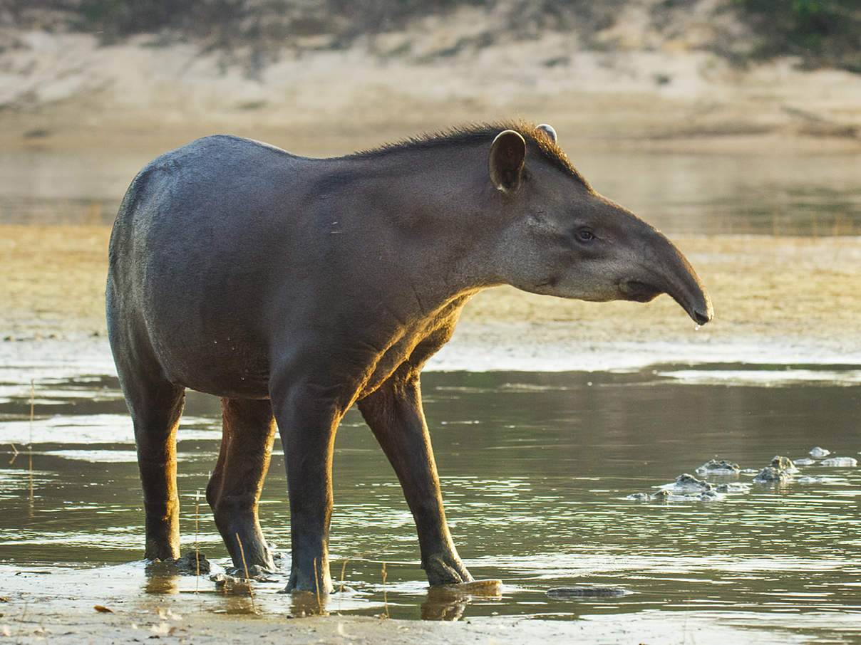 Tapir © Days Edge Productions / WWF US Tapir © Days Edge Productions / WWF US