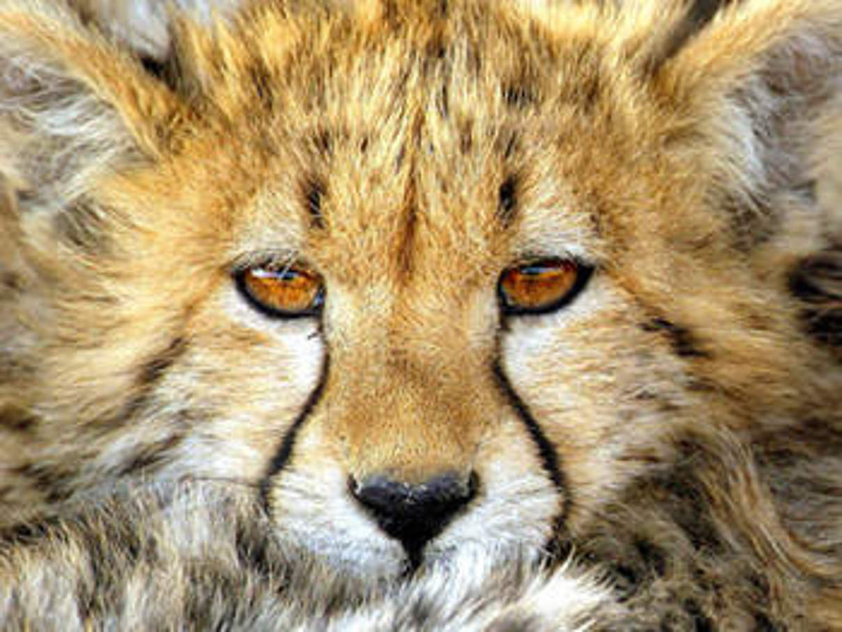 Gepard. © Michael Poliza / WWF Gepard. © Michael Poliza / WWF