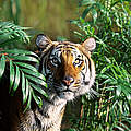 Tiger © iStock / Getty Images