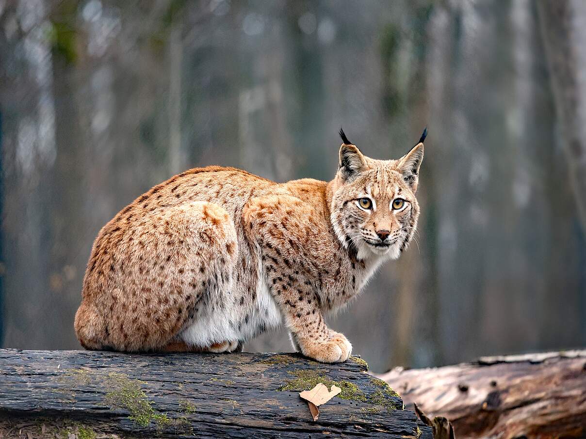 Luchs im Zoo Karlsruhe 