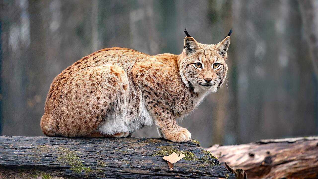 Luchs im Zoo Karlsruhe 