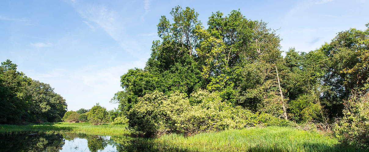 Naturparadies an der mittleren Elbe © Ralph Frank / WWF