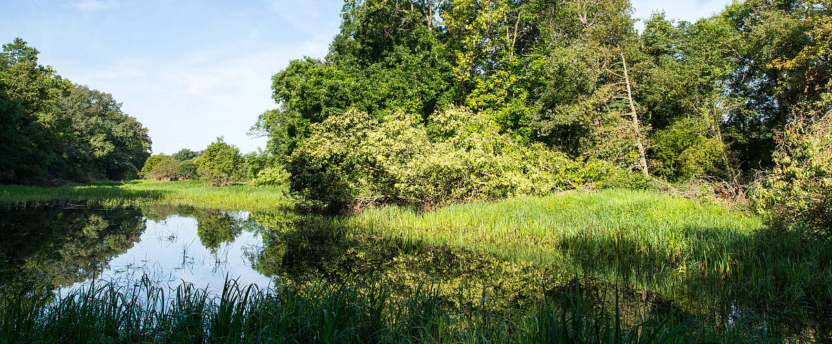 Naturparadies an der mittleren Elbe © Ralph Frank / WWF