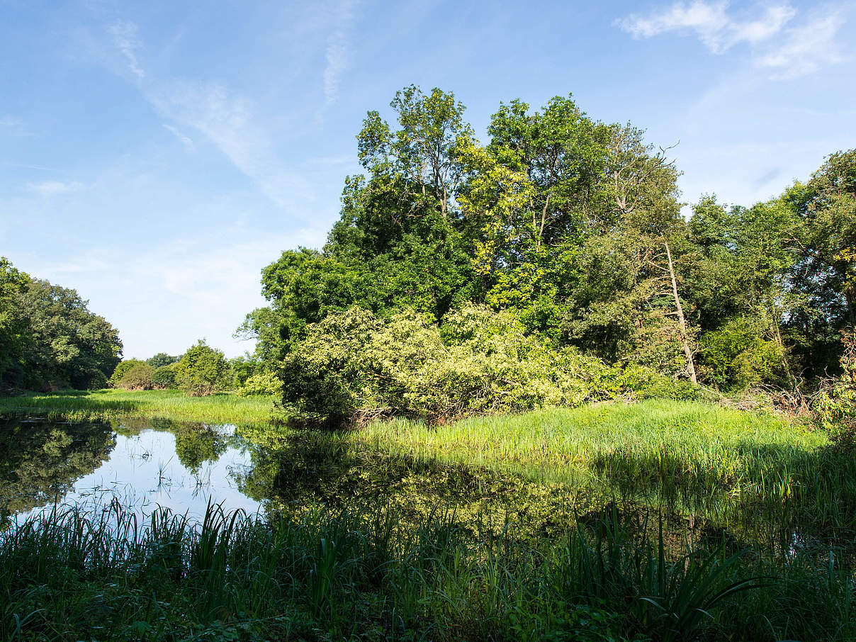 Naturparadies an der mittleren Elbe © Ralph Frank / WWF