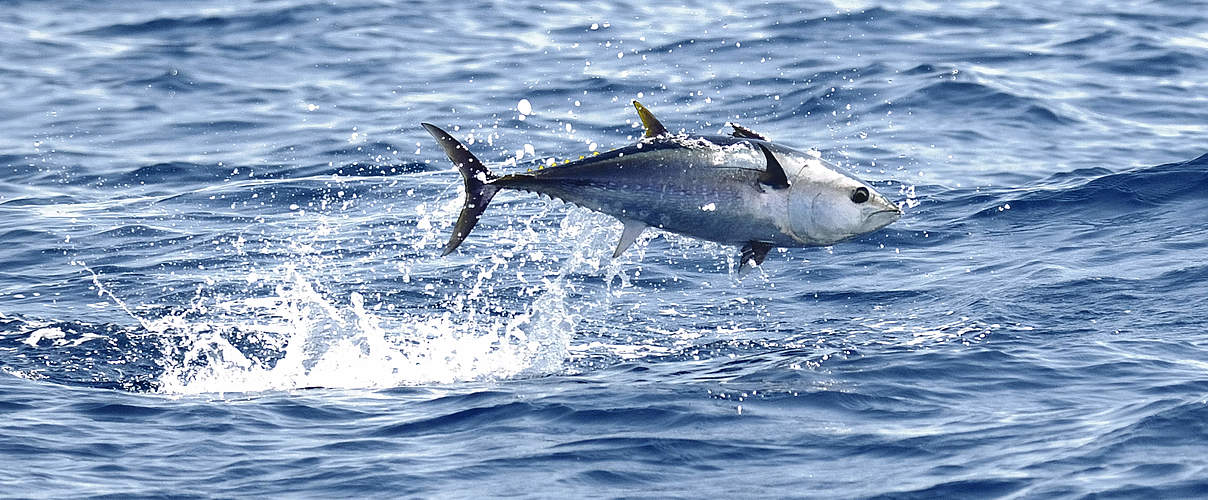 Thunfisch © F.Bassemayousse / WWF