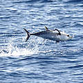 Thunfisch © F.Bassemayousse / WWF