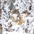 Zwei Wölfe im Wald im Schnee