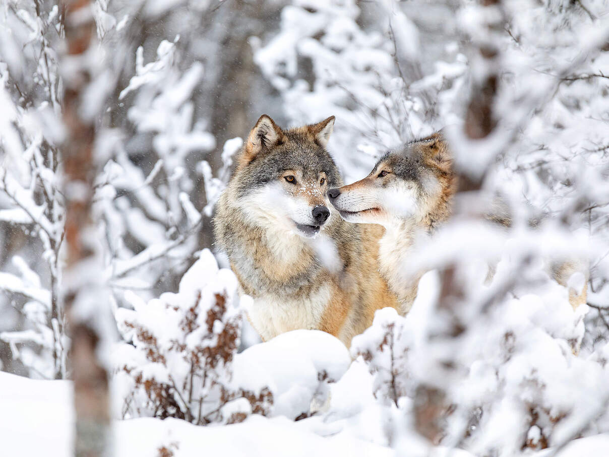 Zwei Wölfe im Wald im Schnee