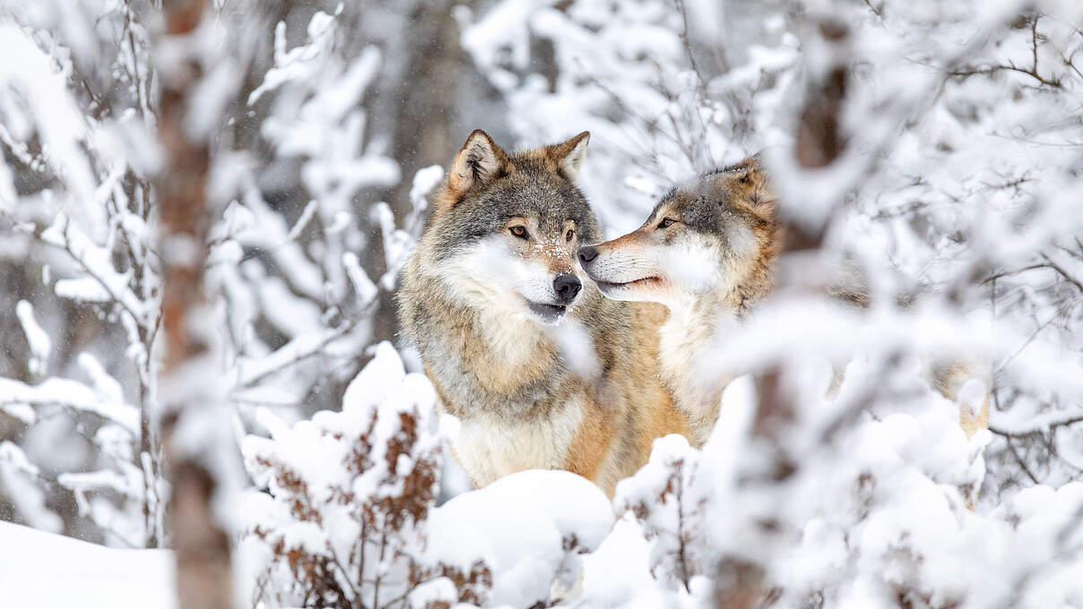 Zwei Wölfe im Wald im Schnee
