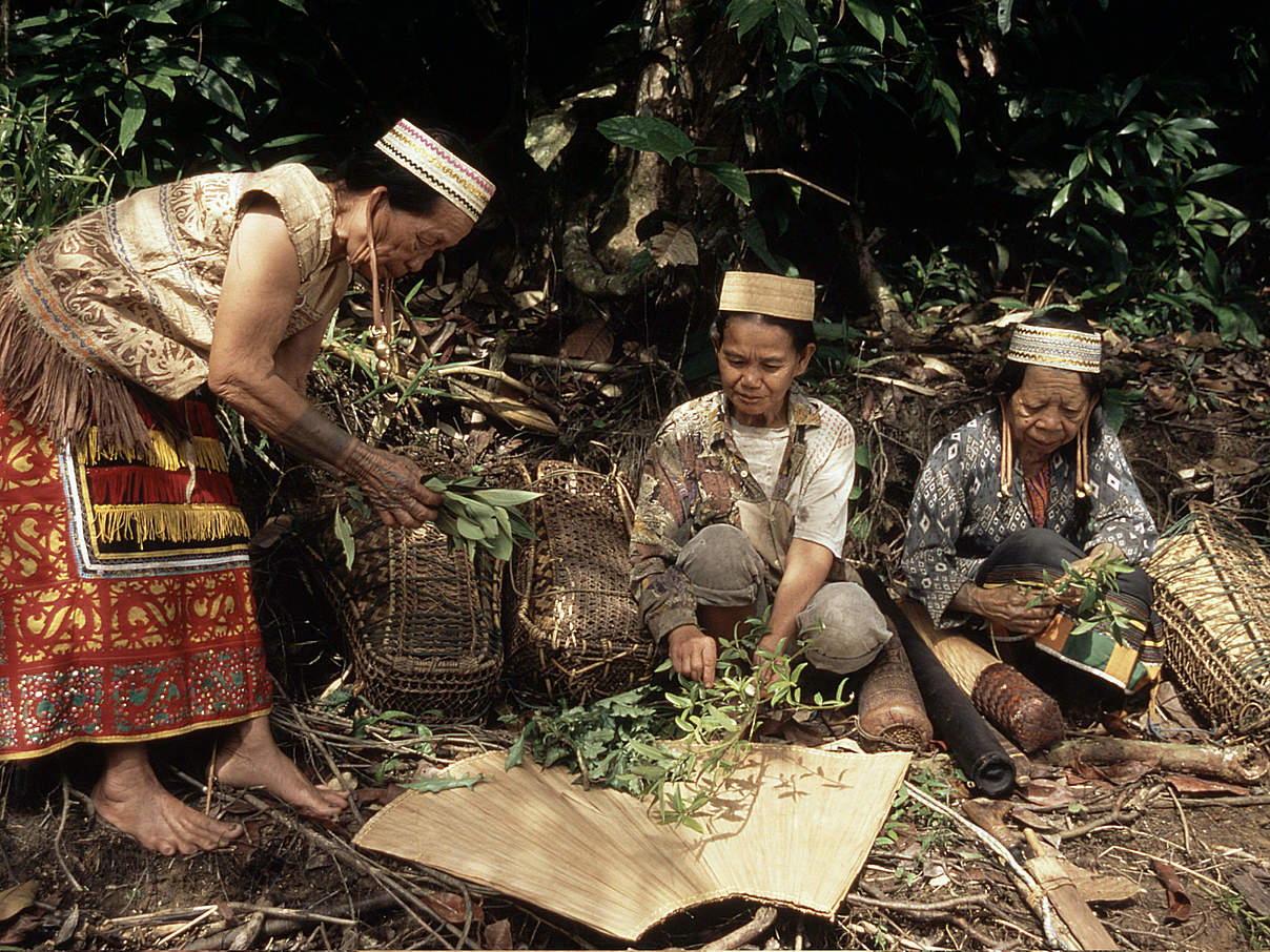 Dayak-Frauen auf Borneo sammeln medizinische Kräuter. © Alain Compost / WWF