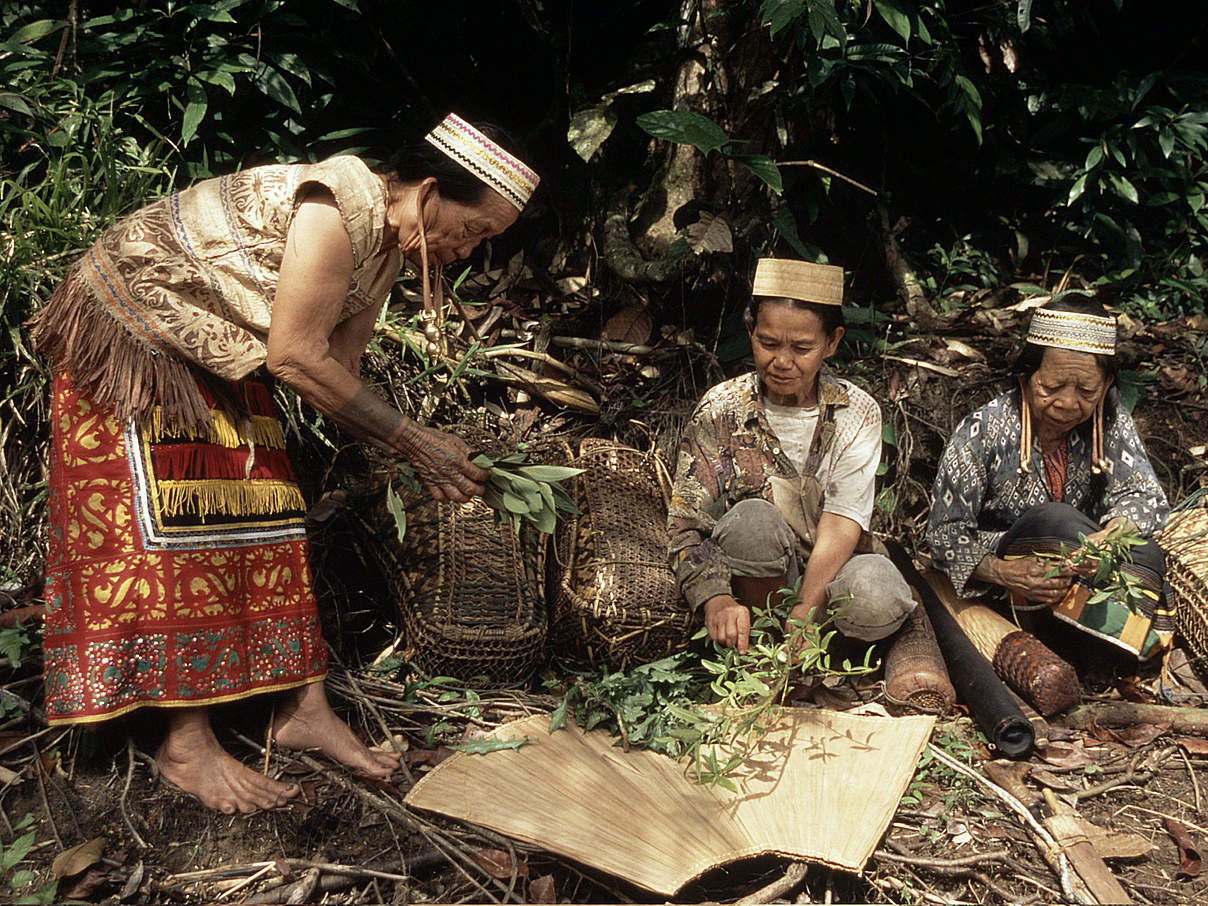 Dayak-Frauen auf Borneo sammeln medizinische Kräuter. © Alain Compost / WWF