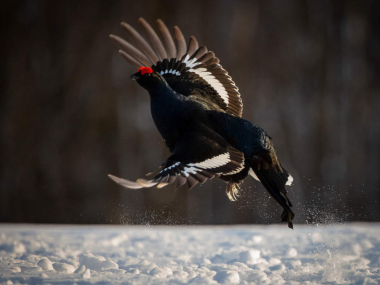 Eurasisches Birkhuhn © Olli Immonen / WWF