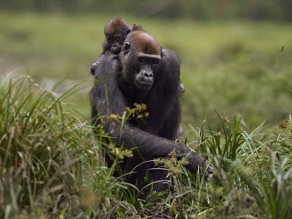 Flachlandgorillas in Dzanga Sangha © naturepl com / Fiona Rogers / WWF Flachlandgorillas in Dzanga Sangha © naturepl com / Fiona Rogers / WWF