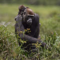 Flachlandgorillas in Dzanga Sangha © naturepl com / Fiona Rogers / WWF