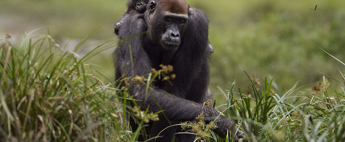 Flachlandgorillas in Dzanga Sangha © naturepl com / Fiona Rogers / WWF