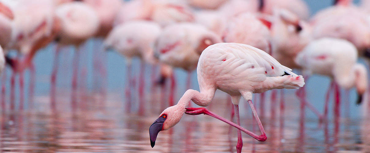 Flamingos in einem See in Kenia bei der Futtersuche © Peter Chadwick / WWF