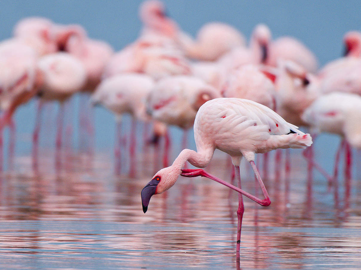 Flamingos in einem See in Kenia bei der Futtersuche © Peter Chadwick / WWF