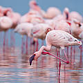 Flamingos in einem See in Kenia bei der Futtersuche © Peter Chadwick / WWF