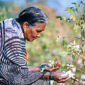 Frau beim Baumwollanbau im Satpura-Pench-Korridor © WWF Indien