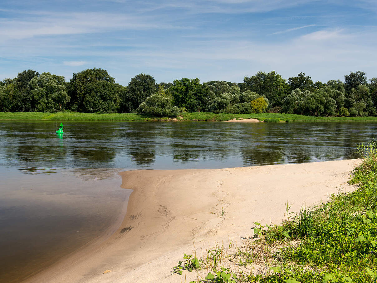Sandiges Ufer und Auwald an der Mittleren Elbe
