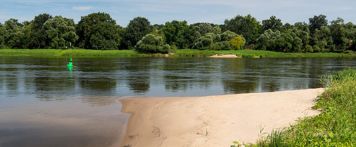 Sandiges Ufer und Auwald an der Mittleren Elbe