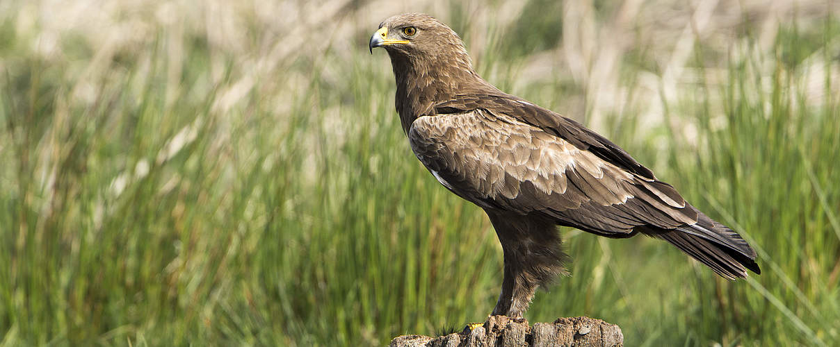 Schreiadler © Ralph Frank / WWF