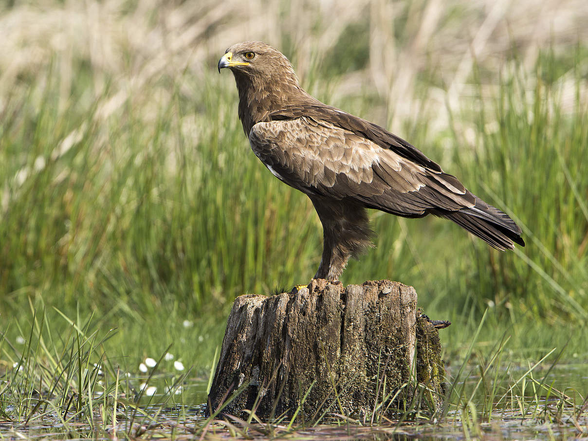 Schreiadler © Ralph Frank / WWF