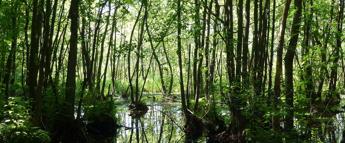 Moor in der Zerweliner Heide (brandenburgische Uckermark) © Albert Wotke / WWF